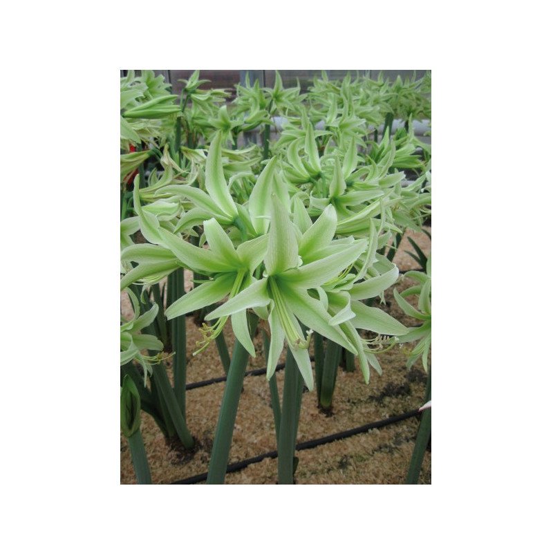 Amaryllis Evergreen (25920773)