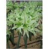 Amaryllis Evergreen (25920773)