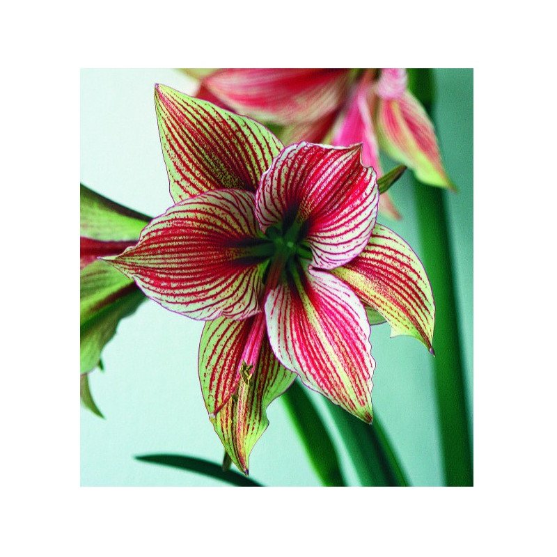 Amaryllis Exotic Star (25920853)