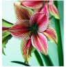 Amaryllis Exotic Star (25920853)