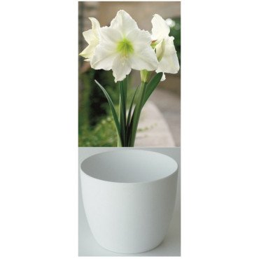 Amaryllis Gloria, blanc pur, cache-pot blanc (25944713)