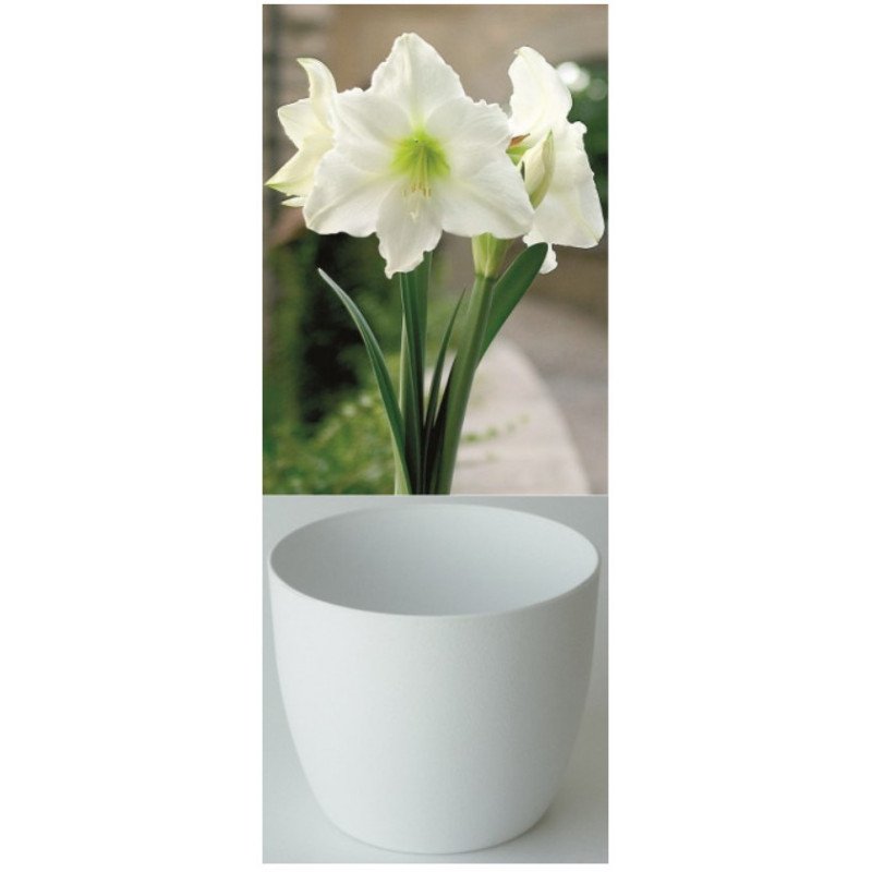 Gloria Amaryllis, reinweiss, Cachepot weiss (25944713)