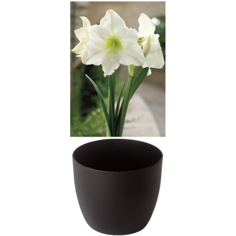 Gloria Amaryllis, reinweiss, Cachepot schwarz (25944813)