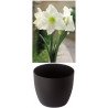 Amaryllis Gloria, blanc pur, cache-pot noir (25944813)