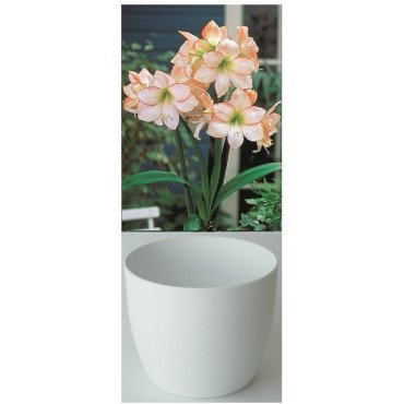Amaryllis Gloria, blanche avec un fin liser&eacute; rouge, cache-pot blanc (25943653)