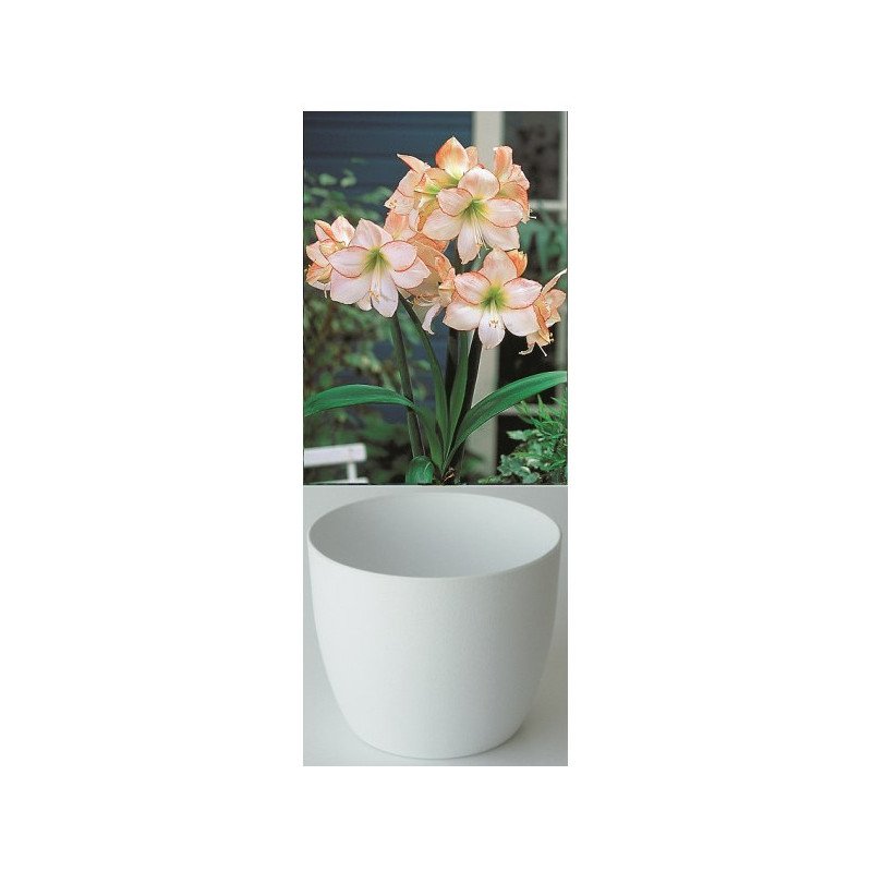 Amaryllis Gloria, blanche avec un fin liseré rouge, cache-pot blanc (25943653)