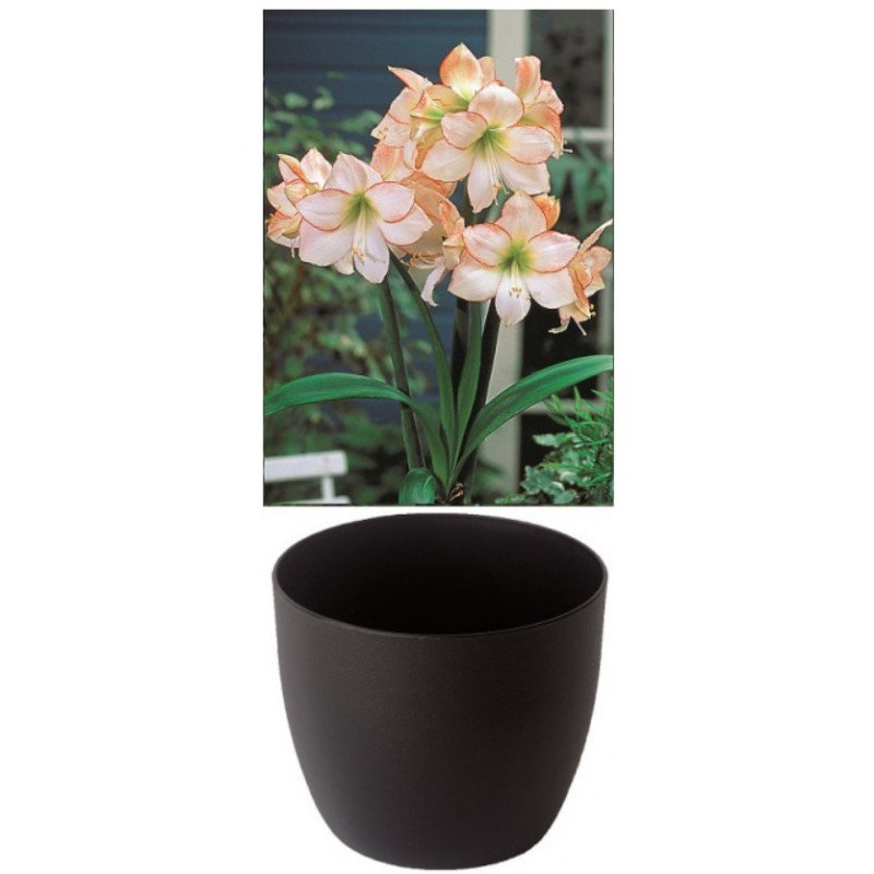 Gloria Amaryllis, weiss mit feinem rotem Rand, Cachepot schwarz (25943663)