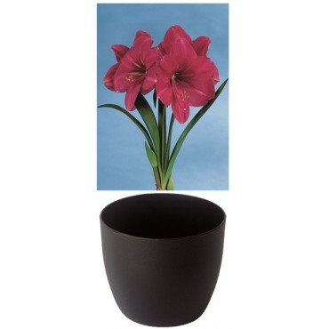 Gloria Amaryllis, rosa, Cachepot schwarz (25943113)