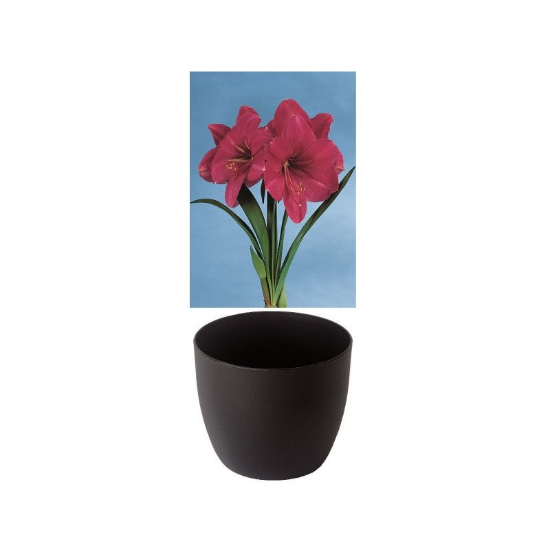 Amaryllis Gloria, rose, cache-pot noir (25943113)