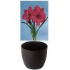 Amaryllis Gloria, rose, cache-pot noir (25943113)