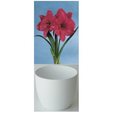 Amaryllis Gloria, rose, cache-pot blanc (25943693)