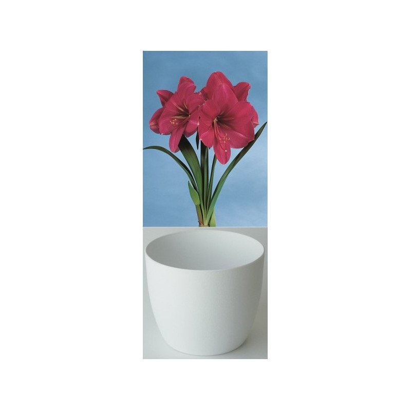 Gloria Amaryllis, rosa, Cachepot weiss (25943693)