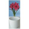 Amaryllis Gloria, rose, cache-pot blanc (25943693)