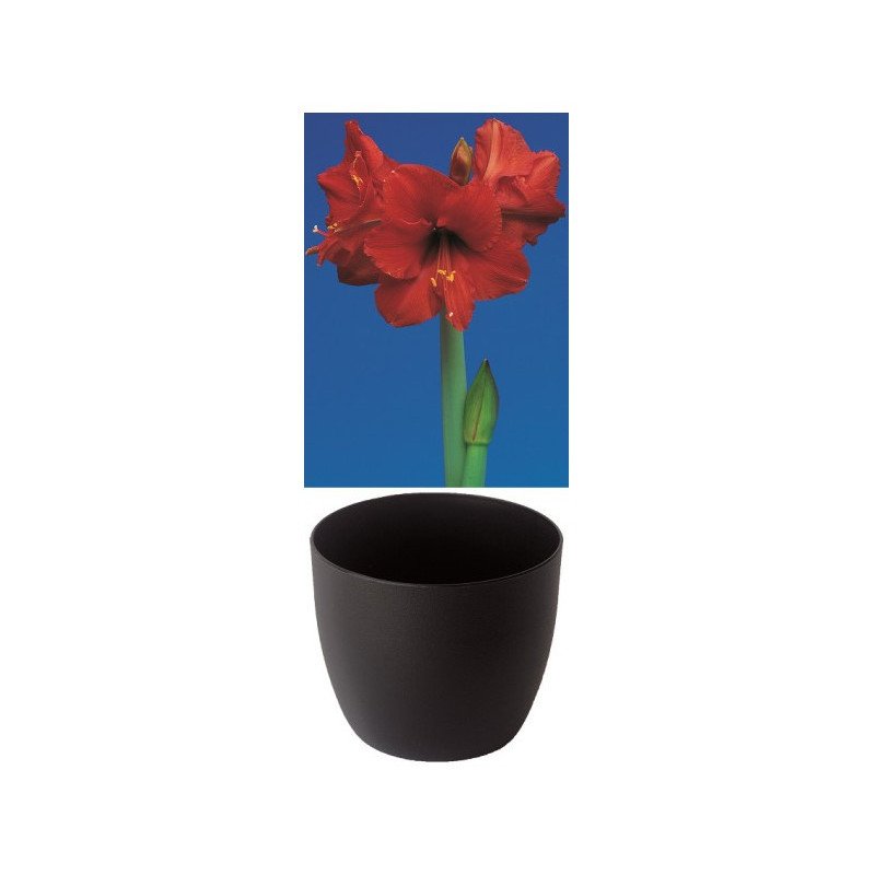 Gloria Amaryllis, rot, Cachepot schwarz (25943623)