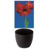 Amaryllis Gloria, rouge, cache-pot noir (25943623)