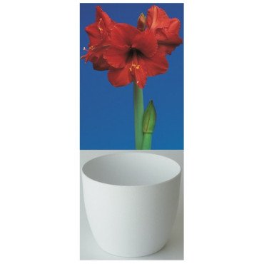 Amaryllis Gloria, rouge, cache-pot blanc (25943613)