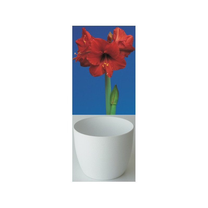 Gloria Amaryllis, rot, Cachepot weiss (25943613)
