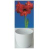 Gloria Amaryllis, rot, Cachepot weiss (25943613)
