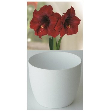 Gloria Amaryllis, Royal Velvet, Cachepot weiss (25943913)
