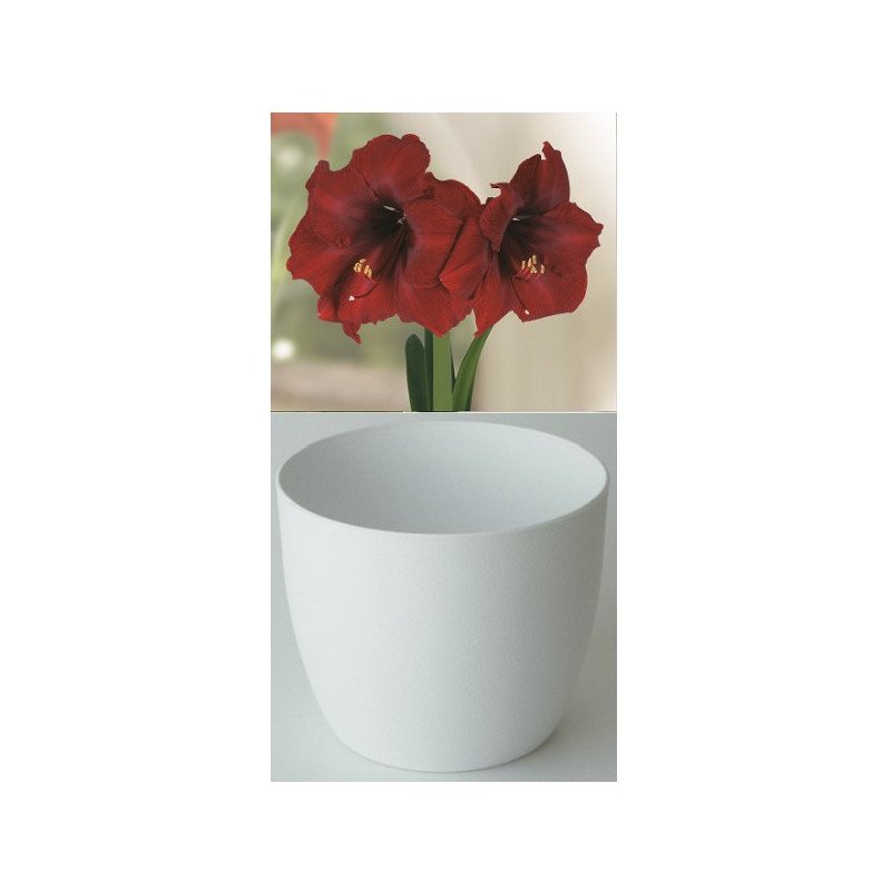Amaryllis Gloria, Royal Velvet, cache-pot blanc (25943913)