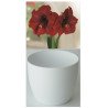 Amaryllis Gloria, Royal Velvet, cache-pot blanc (25943913)