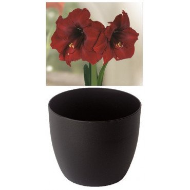 Amaryllis Gloria, Royal Velvet, cache-pot noir (25944013)