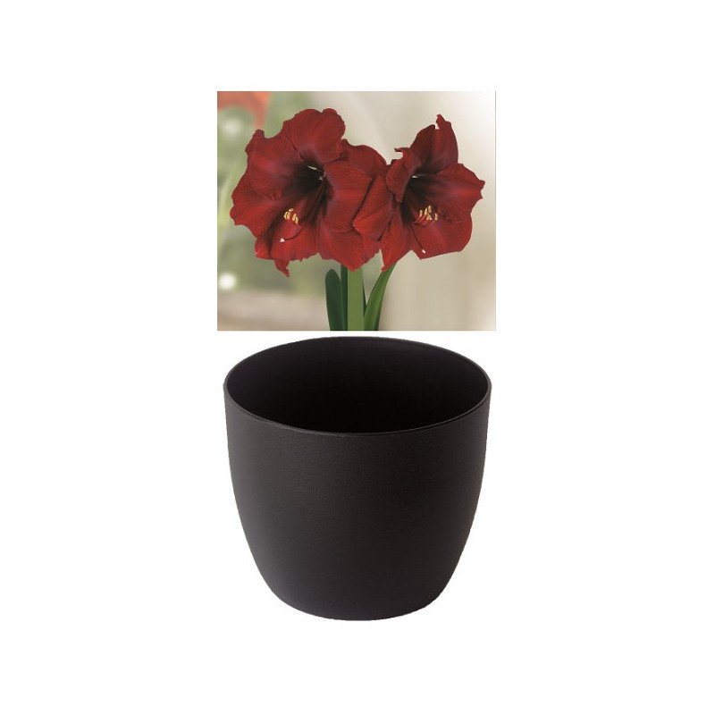 Gloria Amaryllis, Royal Velvet, Cachepot schwarz (25944013)