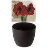 Amaryllis Gloria, Royal Velvet, cache-pot noir (25944013)