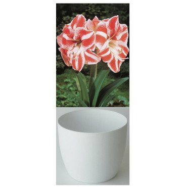 Amaryllis Gloria, stri&eacute;e rouge/blanc, cache-pot blanc (25944313)