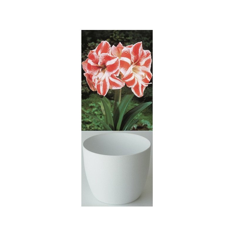 Amaryllis Gloria, striée rouge/blanc, cache-pot blanc (25944313)