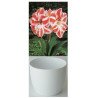 Amaryllis Gloria, stri&eacute;e rouge/blanc, cache-pot blanc (25944313)