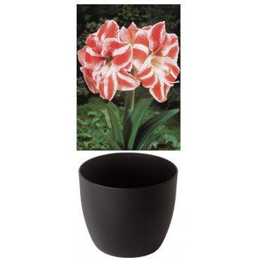 Amaryllis Gloria, stri&eacute;e rouge/blanc, cache-pot noir (25944413)