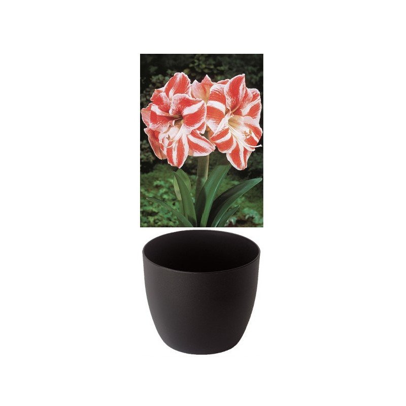 Gloria Amaryllis, gestreift rot/weiss, Cachepot schwarz (25944413)