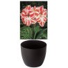 Gloria Amaryllis, gestreift rot/weiss, Cachepot schwarz (25944413)