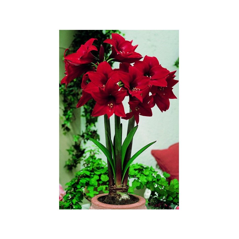 Amaryllis Rapido (25957063)