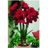 Amaryllis Rapido (25957063)