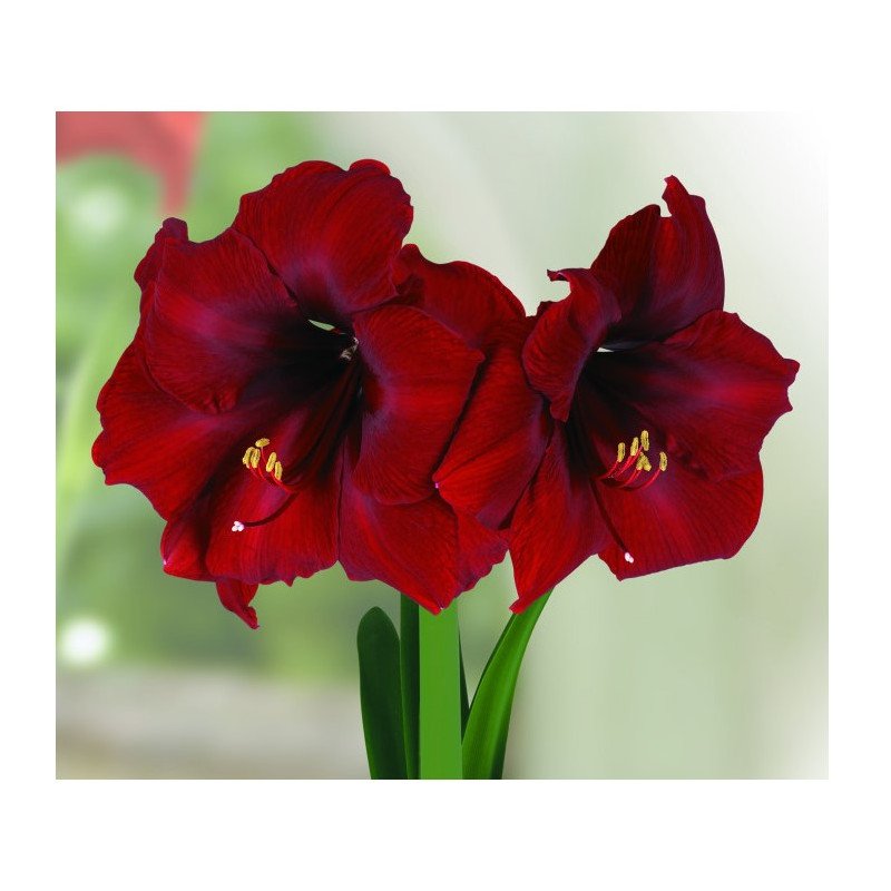 Amaryllis Royal Velvet Ø 28-30 cm (25925463)