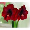 Amaryllis Royal Velvet &Oslash; 28-30 cm (25925463)