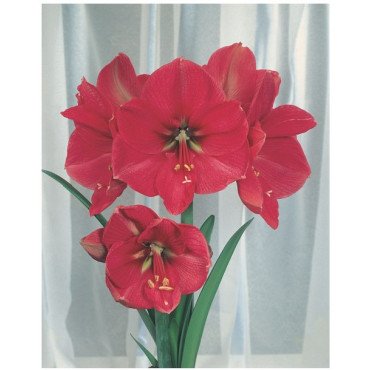 Amaryllis rose Ø 34 cm (25915033)