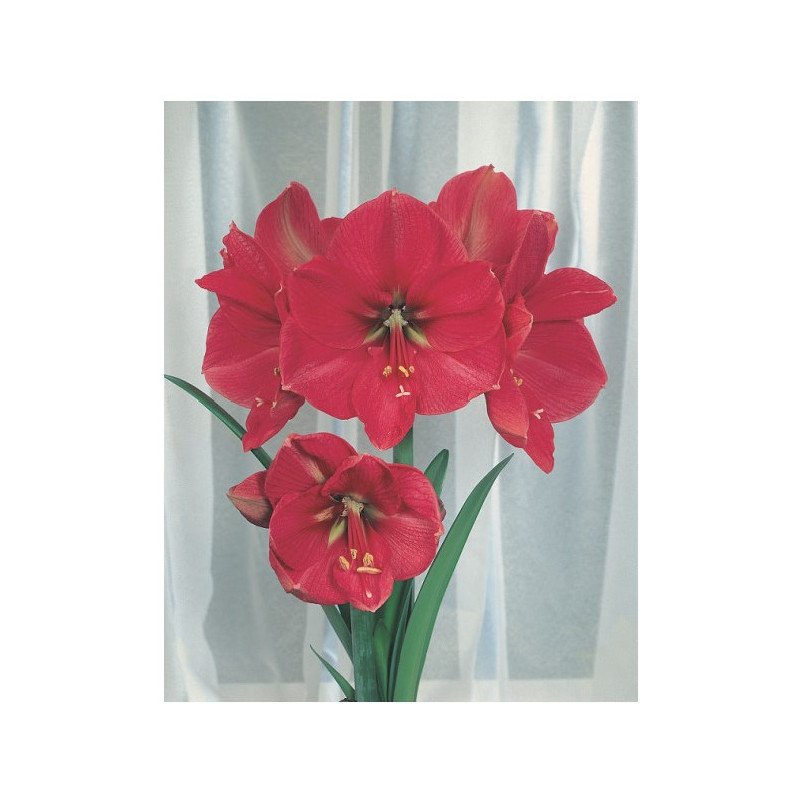 Amaryllis rose Ø 28-30 cm (25925233)