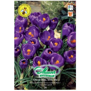 Krokus Ideal blau (25739283)