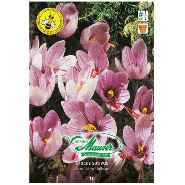 Crocus sativus safran (25741623)