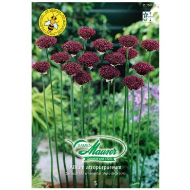 Allium atropurpureum, 5 bulbes (25750183)