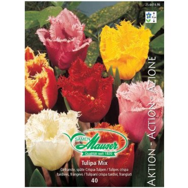 Mélange des tulipes Crispa, Action 40 bulbes (25647495)