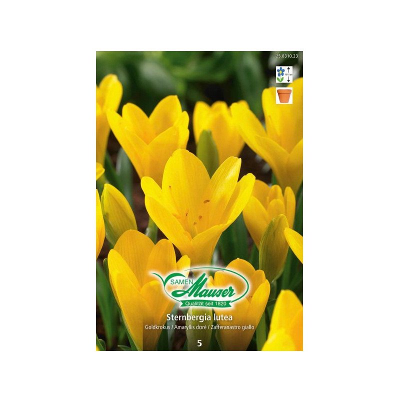 Sternbergia lutea (25831023)