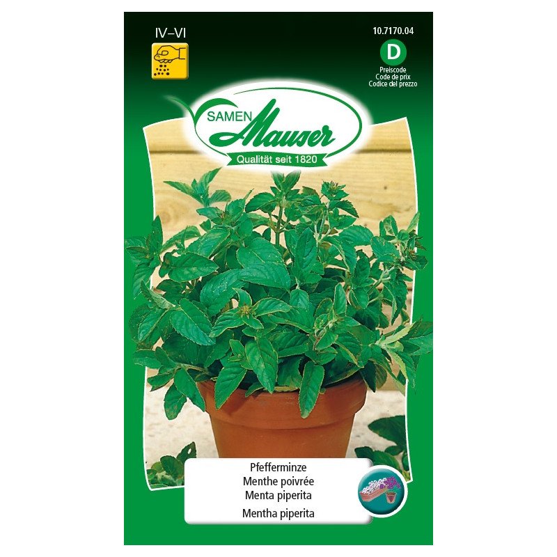 Pfefferminze (10717004) (Samen)