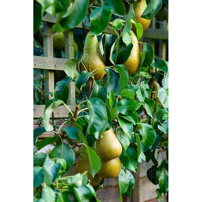 Konferenz Birnenbaum