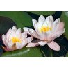 Nymphaea X 'Marliacea Rosea' ( Seerose, hellrosa )