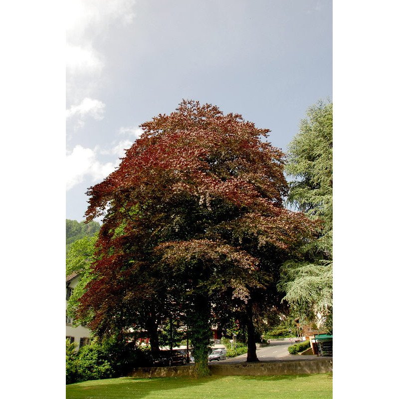 Fagus sylvatica Atropunicea Floretia (foyard, hêtre)