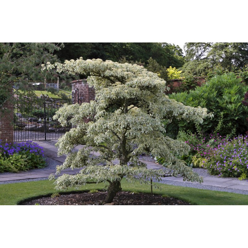 Cornus controversa Variegata ( Etagenhartriegel )